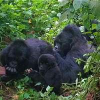 Rwanda (Lake Kivu and Game Viewing) – Congo DRC (Nyiragongo Volcano) and Uganda (Mountain Gorillas Trekking and Game Drives – Exciting Safari in 3 countries