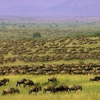 Tanzania. The Best of Tanzanian Wilderness Safari
