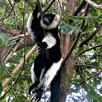 Madagascar. Lemurs, Pangalanes Canal and Beaches of Sainte Marie Island of Madagascar East Coast