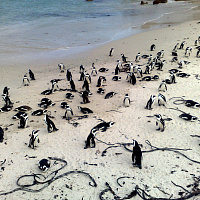 ЮАР. Кейптаун - Заповедник Вэст Коуст - Мыс Доброй Надежды - Мыс Игольный - Колония пингвинов - Саймонс Таун  (от 3-х до 5-ти дней)