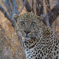 South Africa. Self Drive Safari in Kruger National Park