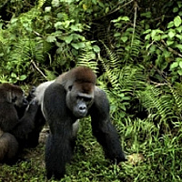 Габон. Треккинг  к равнинным гориллам и сафари в заповеднике Лоанго. 6 дней