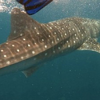 Mozambique. Diving with Whale Sharks and  Fishing in Indian ocean