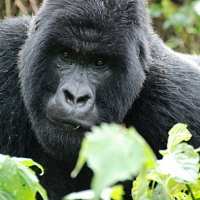 Rwanda. Gorilla Trecking and Safari in Rwanda in 6 days