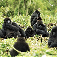 Центральная Африка. Сафари на горилл и пигмеи в ЦАРе и Камеруне