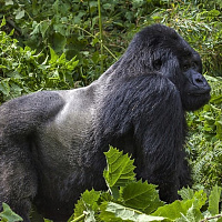 Uganda Safari 11 Days. Murchison Falls Nat. Park, Queen Elizabeth Nat. Park, Gorilla Trekking, Chimpanzees, Rhinos and a lot more