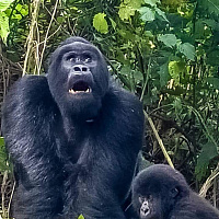 Руанда и Конго. Треккинг на горилл, Вулкан Ньирагонго и красивое Озеро Киву 